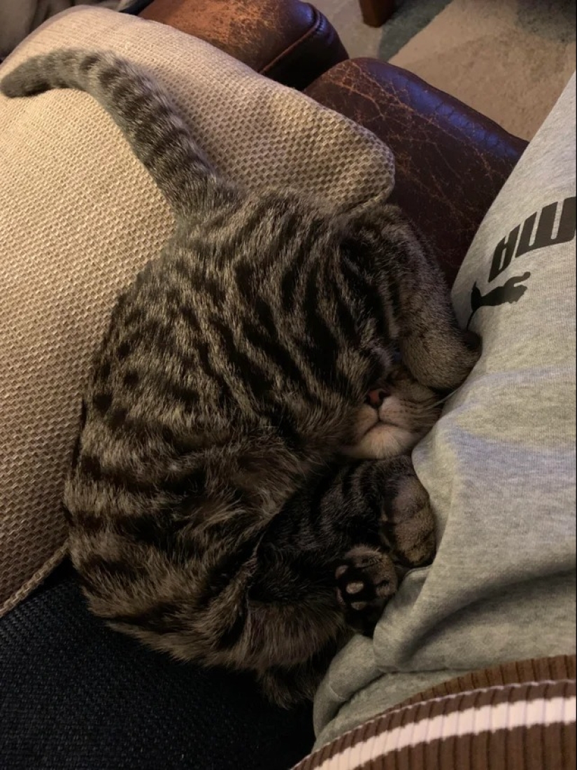 "Your cat broke down": 22 photos of cats with which there is clearly something wrong "Your cat broke down": 22 photos of cats with which there is clearly something wrong