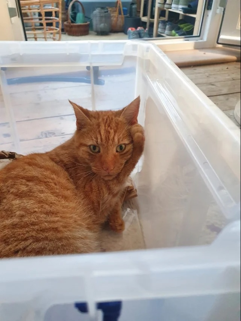 "Your cat broke down": 22 photos of cats with which there is clearly something wrong "Your cat broke down": 22 photos of cats with which there is clearly something wrong