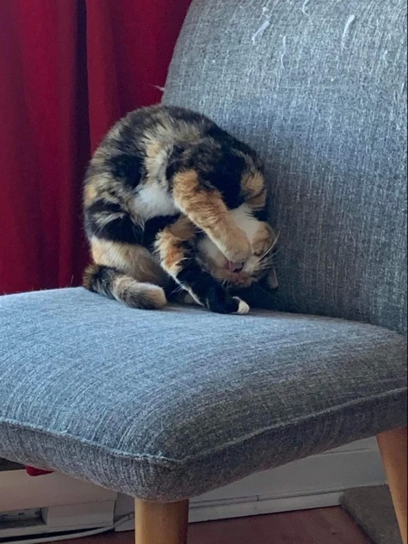 "Your cat broke down": 22 photos of cats with which there is clearly something wrong "Your cat broke down": 22 photos of cats with which there is clearly something wrong