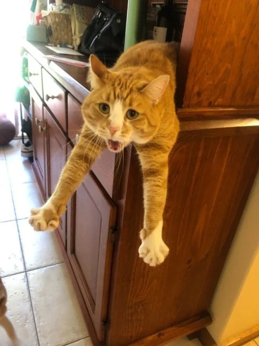 "Your cat broke down": 22 photos of cats with which there is clearly something wrong "Your cat broke down": 22 photos of cats with which there is clearly something wrong