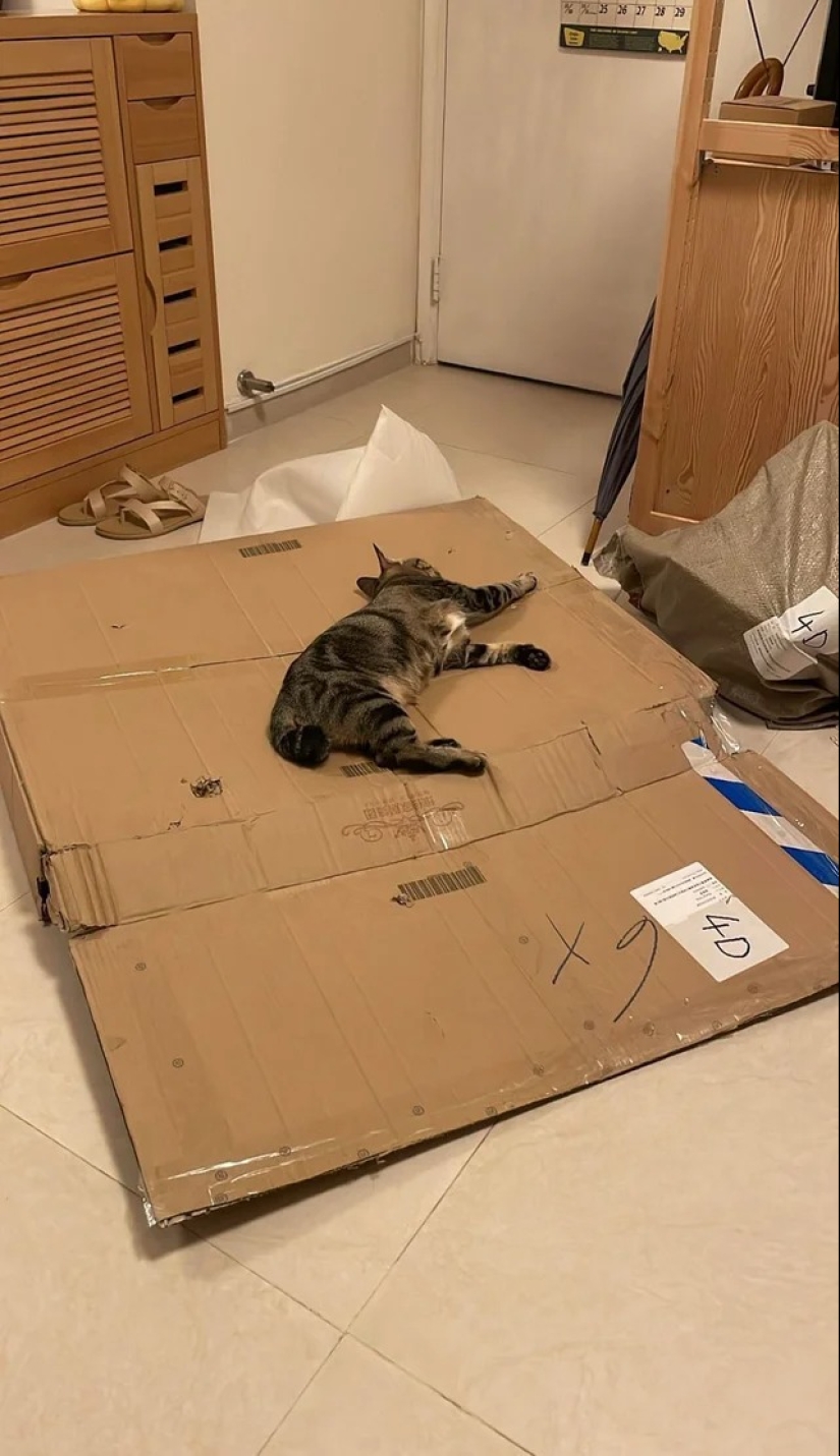 "Your cat broke down": 22 photos of cats with which there is clearly something wrong "Your cat broke down": 22 photos of cats with which there is clearly something wrong