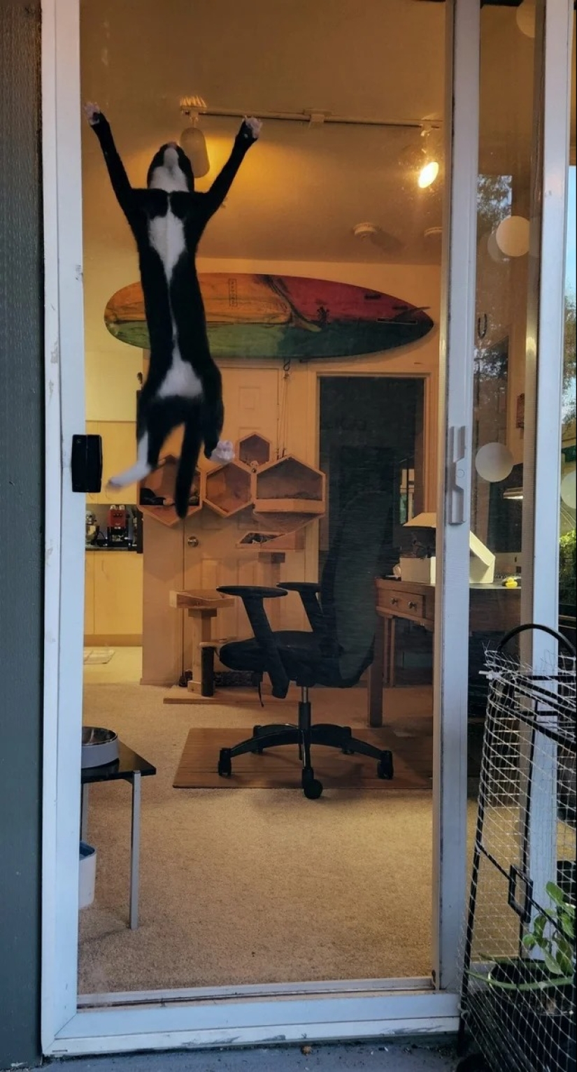 "Your cat broke down": 22 photos of cats with which there is clearly something wrong "Your cat broke down": 22 photos of cats with which there is clearly something wrong