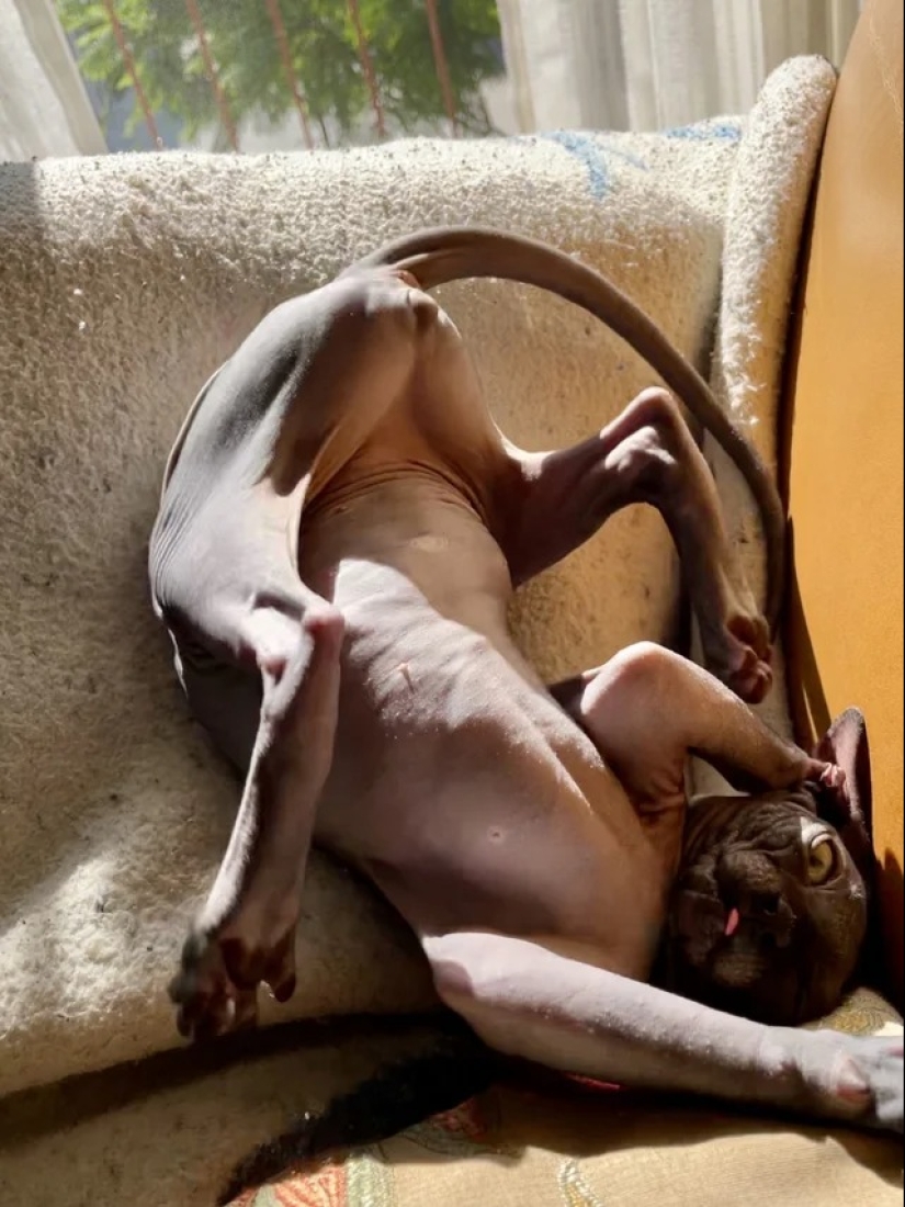 "Your cat broke down": 22 photos of cats with which there is clearly something wrong "Your cat broke down": 22 photos of cats with which there is clearly something wrong