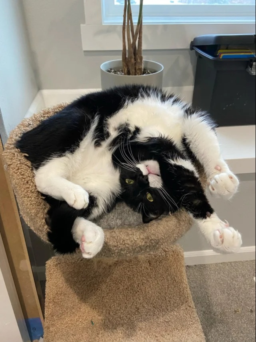 "Your cat broke down": 22 photos of cats with which there is clearly something wrong "Your cat broke down": 22 photos of cats with which there is clearly something wrong