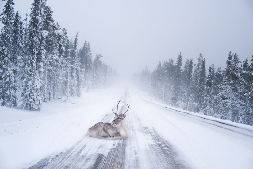 20 reasons why Lapland is the most magical place to celebrate the New Year