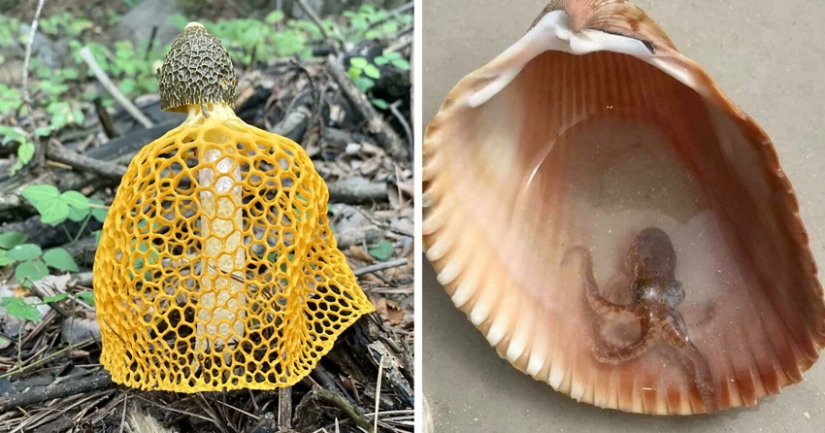 35 hallazgos inesperados que la gente ha compartido en línea