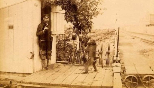 How the monkey officially worked on the railway