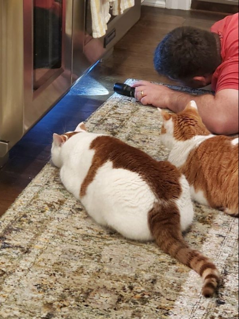 Mustachioed assistants who are not confused by the fact that they have paws