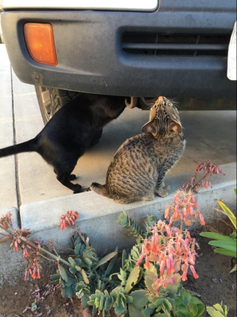Mustachioed assistants who are not confused by the fact that they have paws