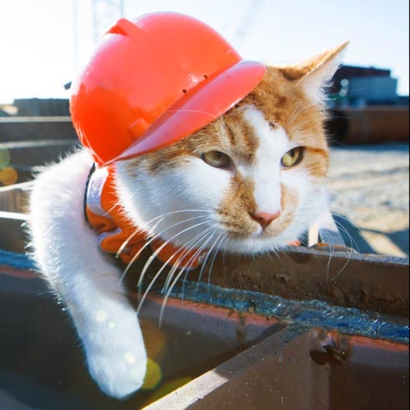 Mustachioed assistants who are not confused by the fact that they have paws