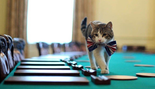 Mustachioed assistants who are not confused by the fact that they have paws