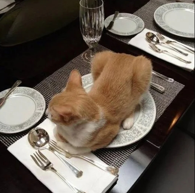 Mustachioed assistants who are not confused by the fact that they have paws